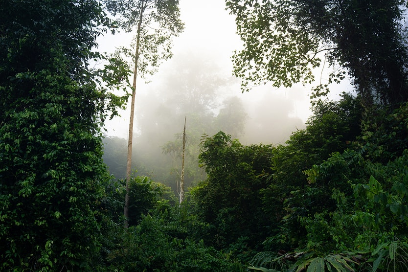 Danum Valley, Sabah, Borneo