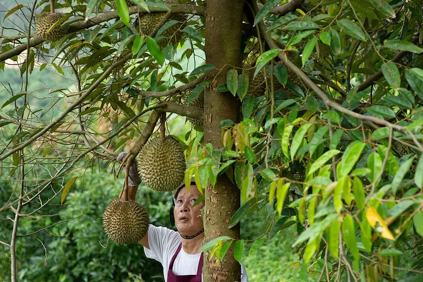 durian tree in orchard