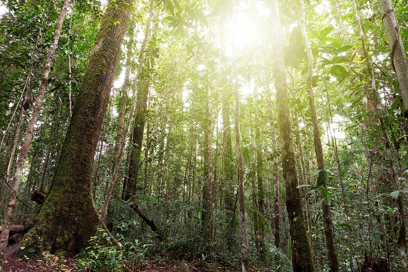 Maliau Basin Conservation Area 