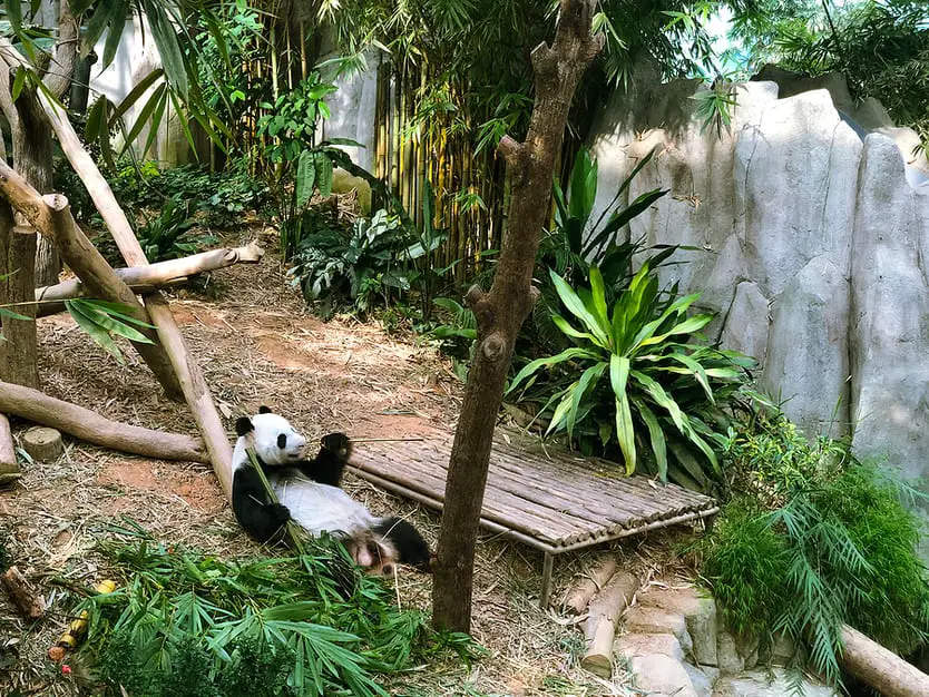Singapore River Safari Panda