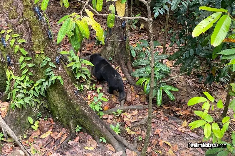 Bornean Sun Bear Conservation Centre