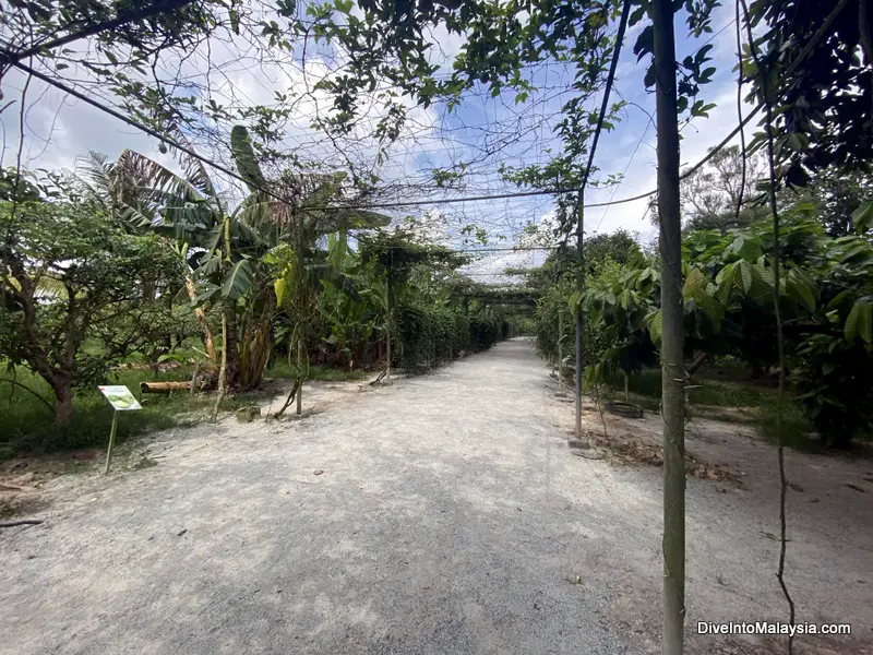 Desaru Fruit Farm Fruit farm tour