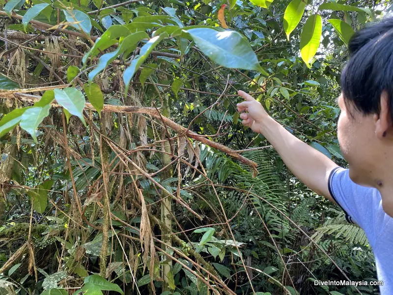 Our Deer and Lang Cave tour guide pointing our an insect along the way
