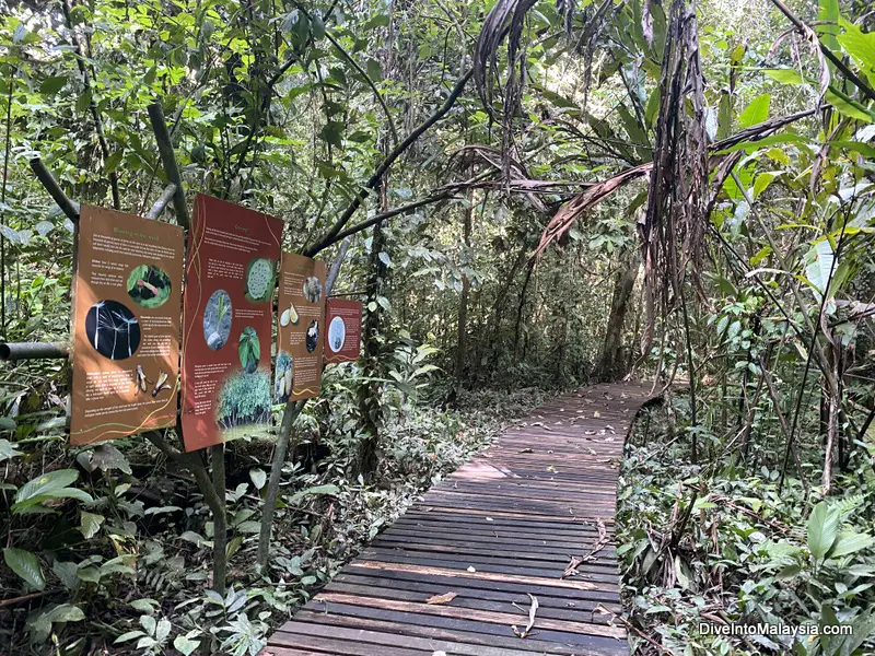 Botanical Heritage Trail Mulu National Park gunung