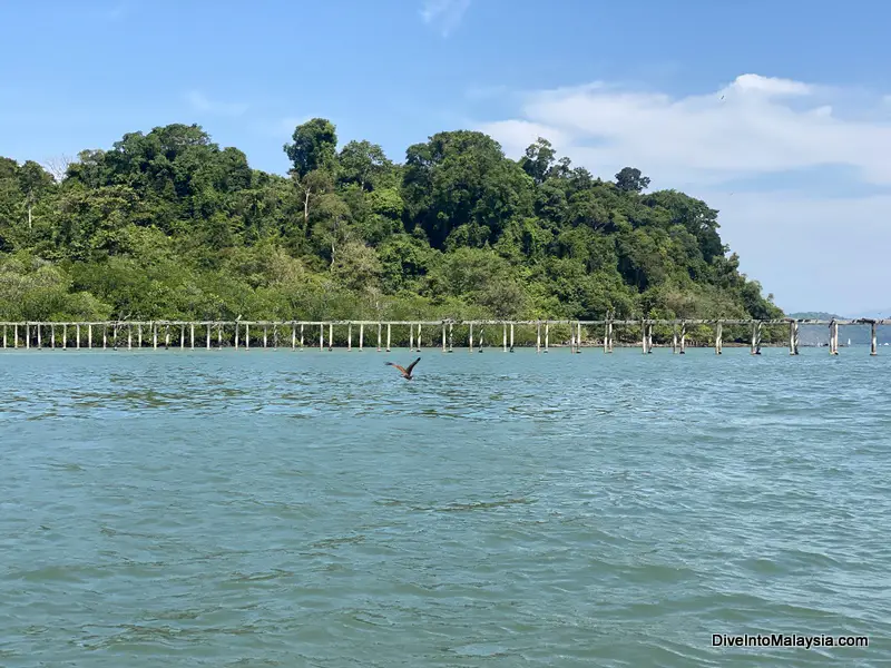 Pulau Singa Besar eagles Langkawi