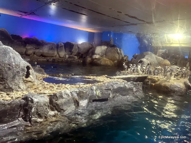 Penguins at Underwater World Langkawi