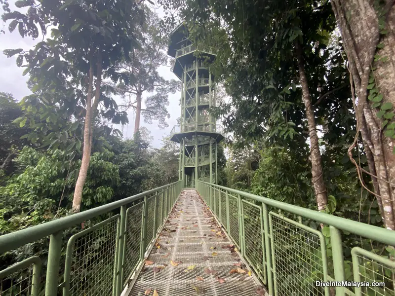 Canopy walkway and viewing tower at Sandakan Rainforest Discovery Centre