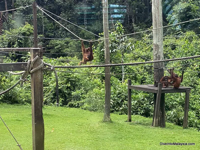 Watching young orangutans learn new skills at the Sepilok Orangutan Rehabilitation Centre