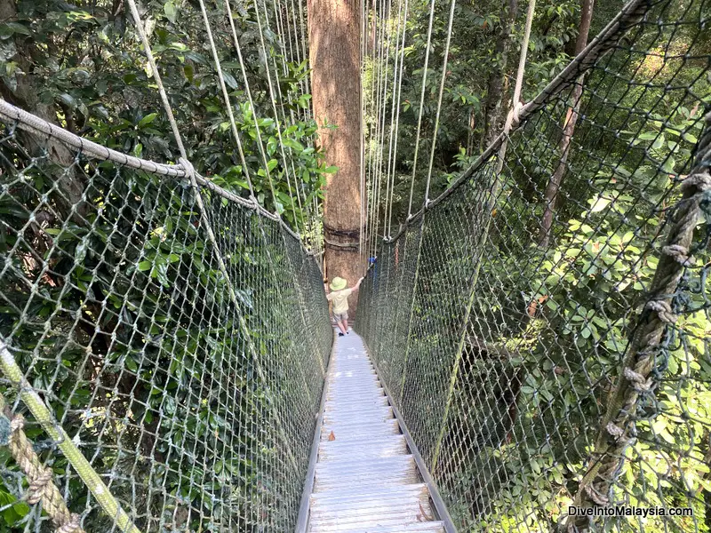 Taman Negara Canopy Walk The steps down in the Canopy Walk near the end