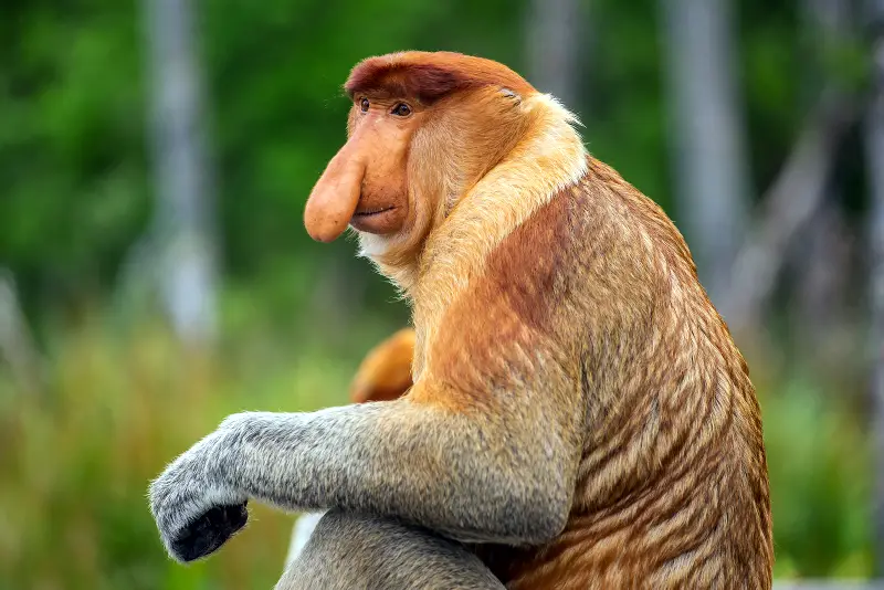 Labuk Bay Proboscis Monkey Sanctuary