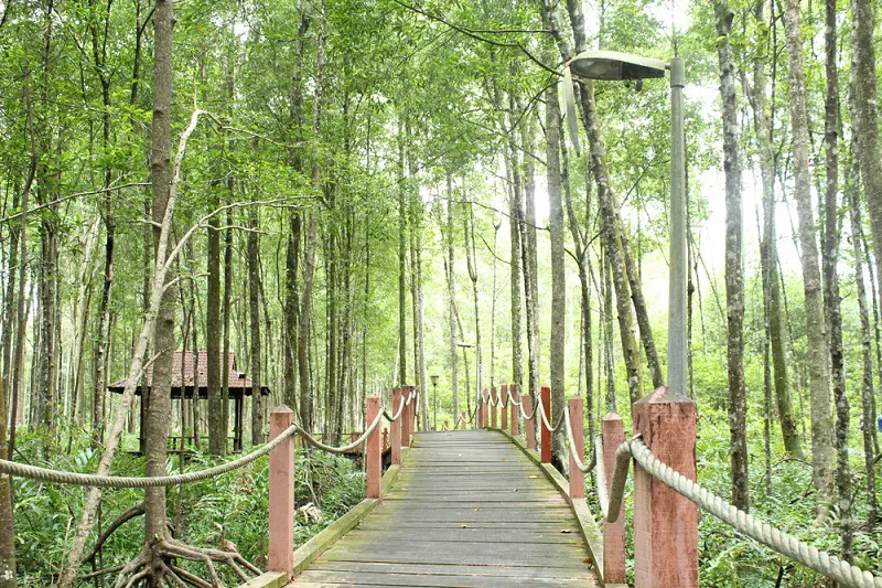 Matang Mangrove Forest Reserve Taiping