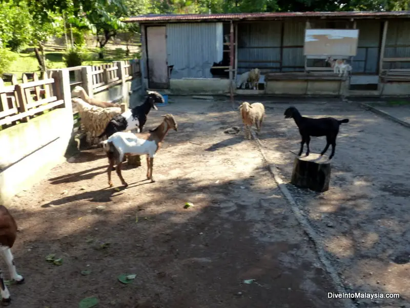 pd ostrich farm port dickson goats