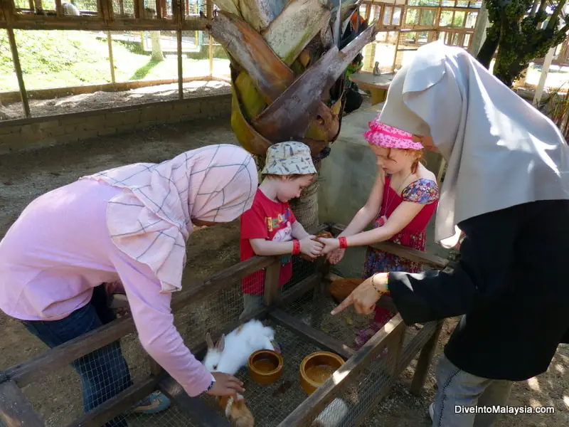 pd ostrich show farm port dickson rabbits