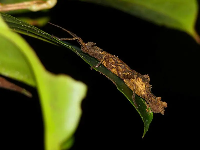 Stick insect on Mulu night walk