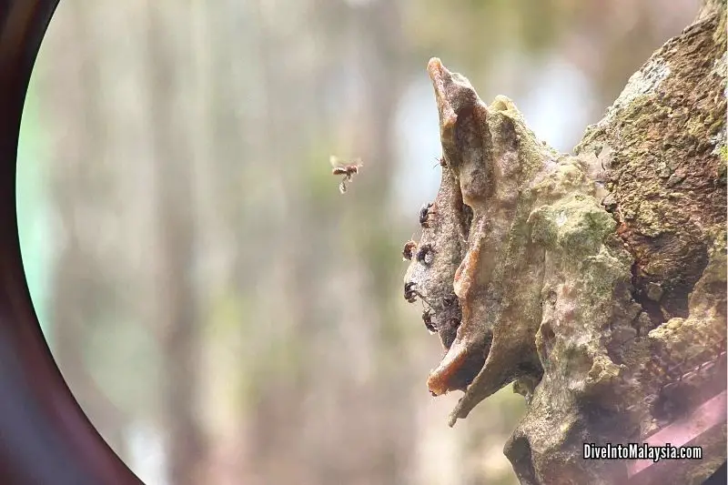 Bornean Sun Bear Conservation Centre stingless bees