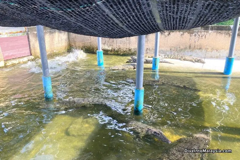 Teluk Sengat Crocodile Farm More Crocodiles!