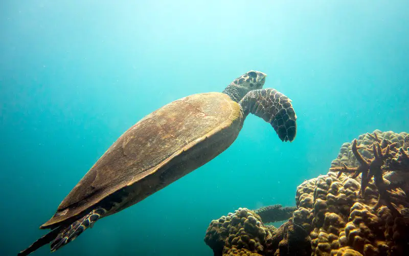 Sea Turtle near Salang beach, Tioman Island